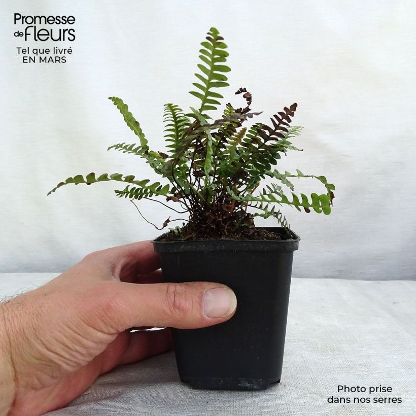 Example of Blechnum penna-marina - Fougère Godet de 8/9 cm as you get in printemps
