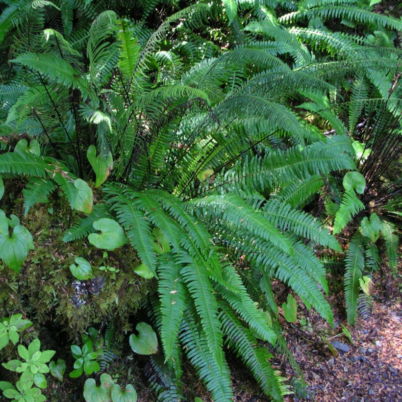 Blechnum spicant -  Fougère pectinée (Plant habit)