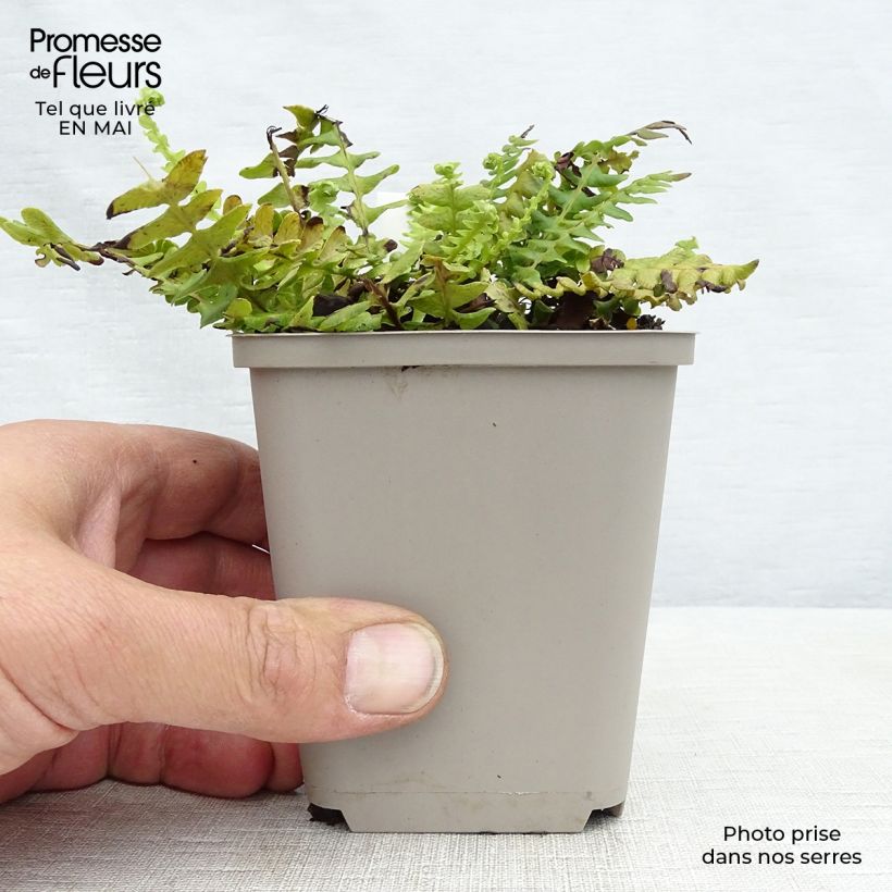 Example of Blechnum spicant -  Fougère pectinée Godet de 8/9 cm as you get in printemps