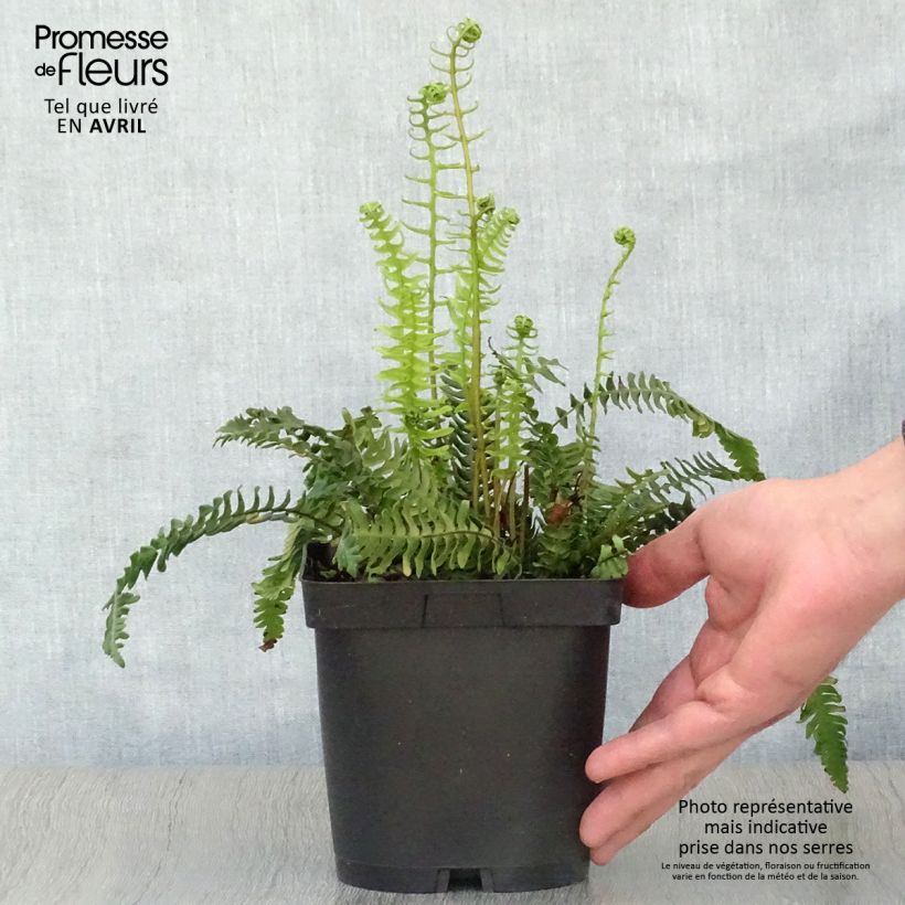 Example of Blechnum spicant -  Fougère pectinée Pot de 2L/3L as you get in printemps
