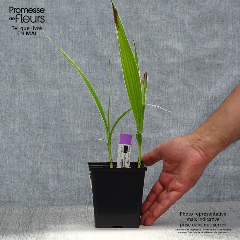 Example of Bletilla striata Alba - Orchidée jacinthe Blanche  Pot de 1L/1,5L as you get in printemps
