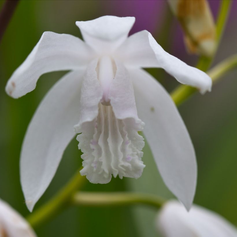 Bletilla striata f. gebina - Orchidée jacinthe (Flowering)