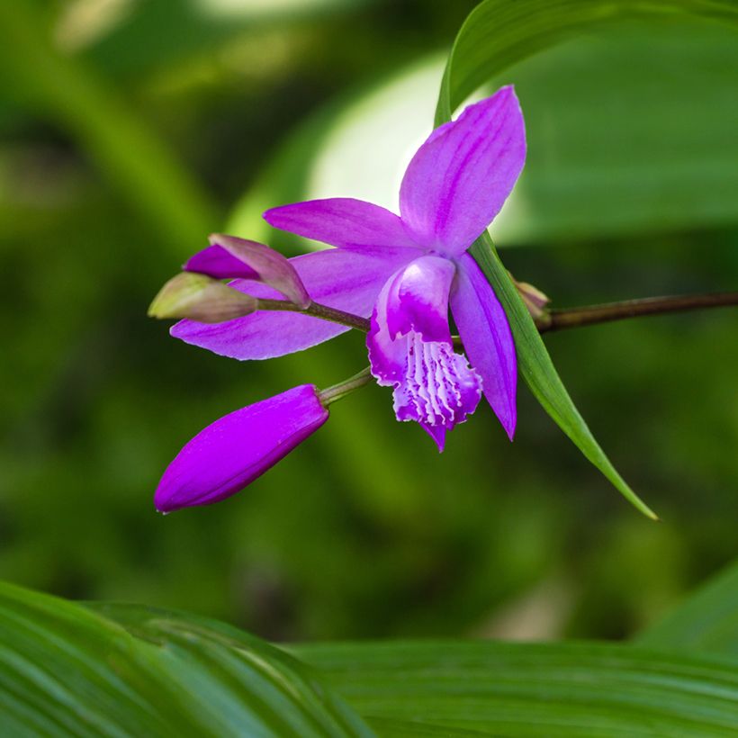 Bletilla striata Purple - Orchidée jacinthe (Floraison)