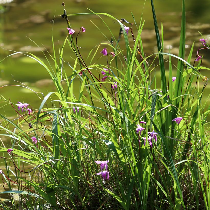 Bletilla striata Purple - Orchidée jacinthe (Port)