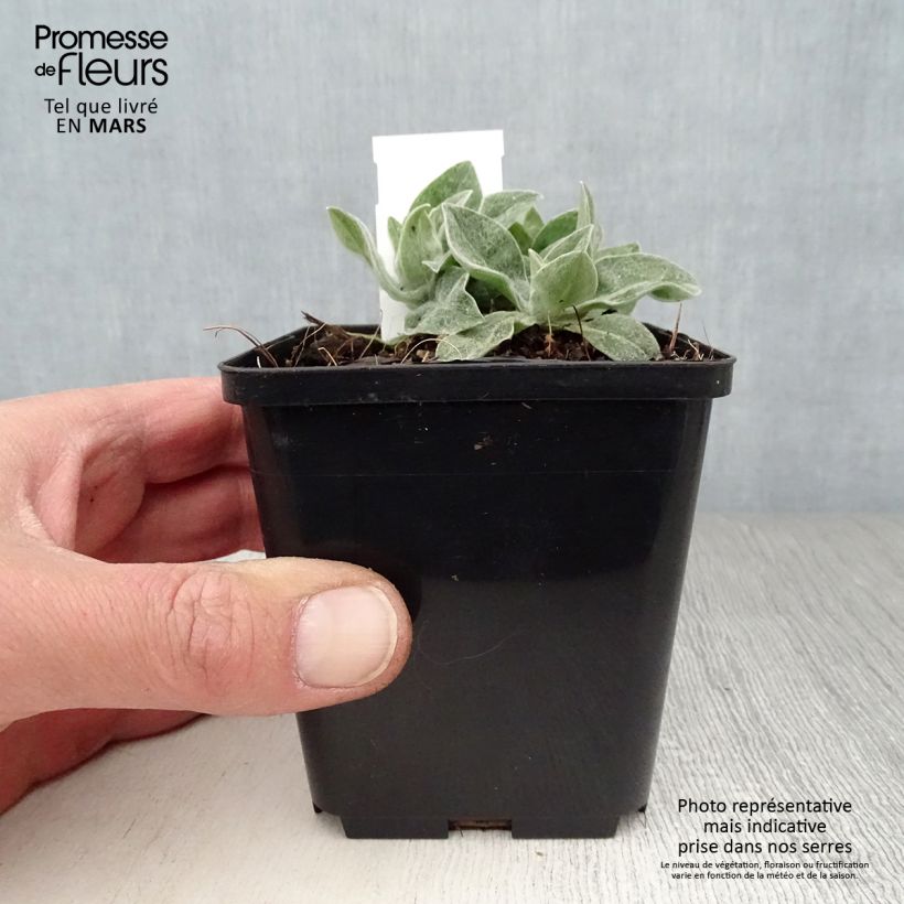 Spécimen de Bleuet des Montagnes bleu - Centauree bleue Montana Coerulea Godet de 8/9 cm tel que livré au printemps