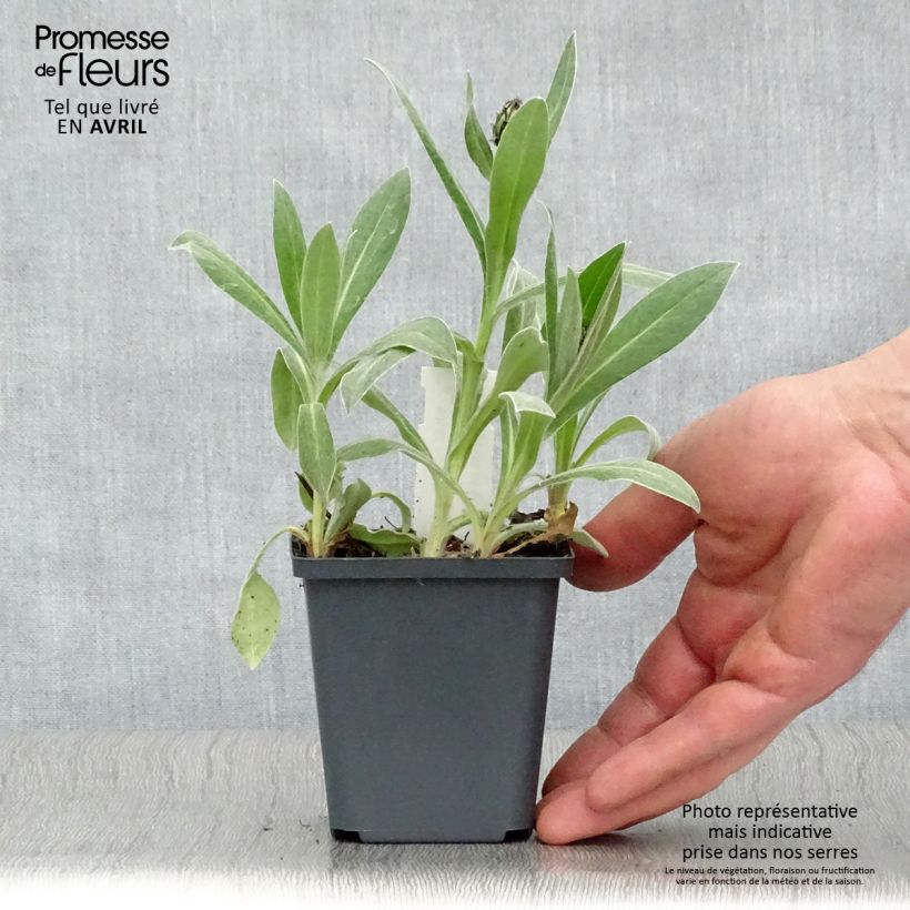 Spécimen de Bleuet des montagnes - Centaurée montana Amethyst in Snow Godet de 8/9 cm tel que livré au printemps