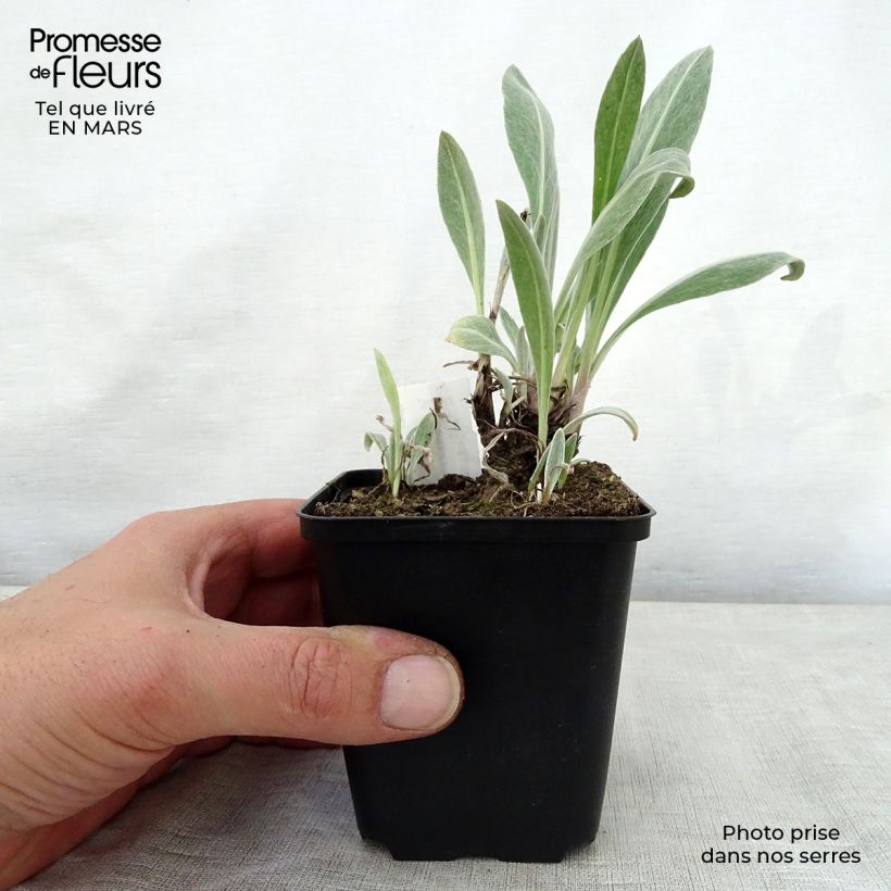 Spécimen de Bleuet des montagnes Sulphurea - Centaurea montana Godet de 8/9 cm tel que livré au printemps