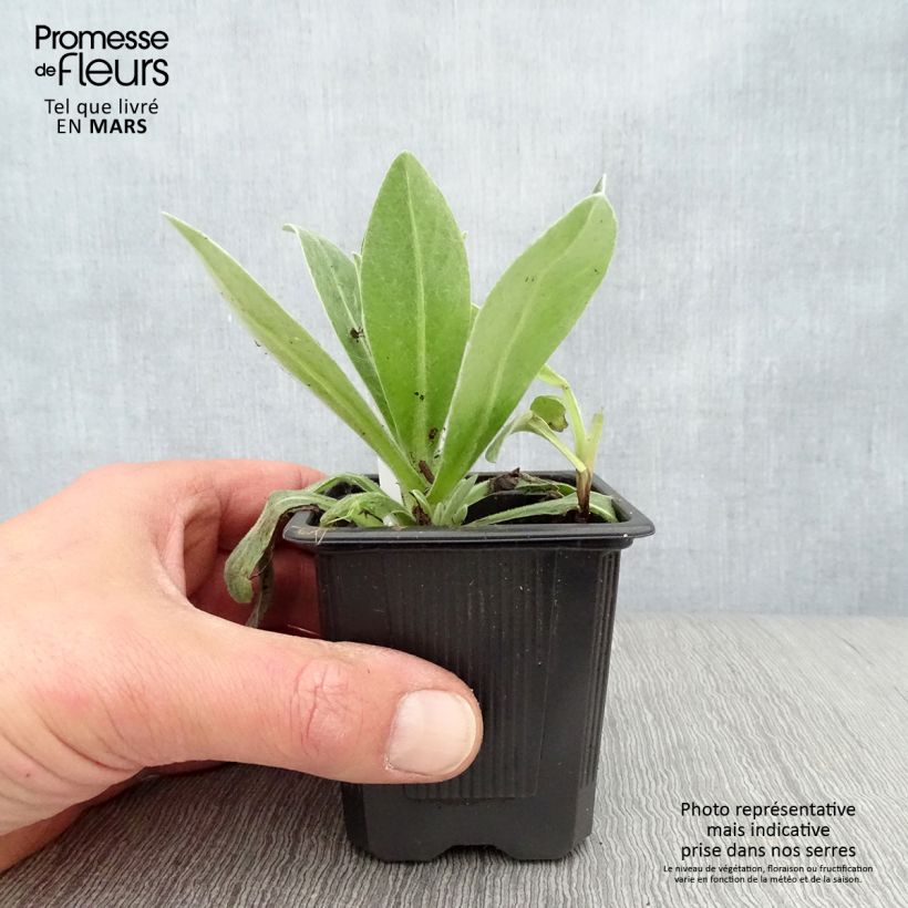 Spécimen de Bleuet des montagnes blanc - Centaurée montana Alba Godet de 8/9 cm tel que livré au printemps