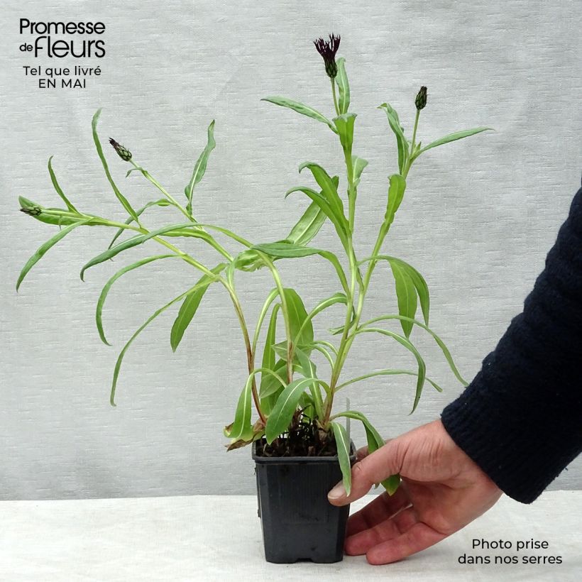 Spécimen de Bleuet des montagnes noir - Centaurée Black Sprite Godet de 8/9 cm tel que livré au printemps