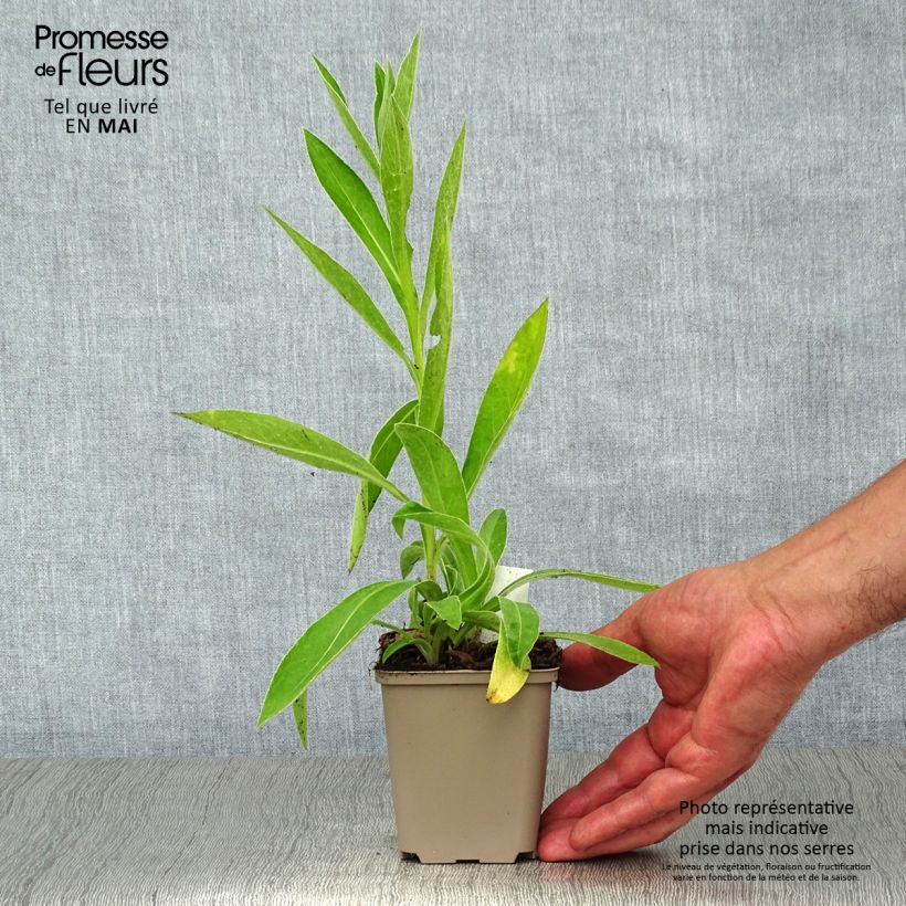 Spécimen de Bleuet des montagnes noir - Centaurée montana Jordy Godet de 8/9 cm tel que livré au printemps