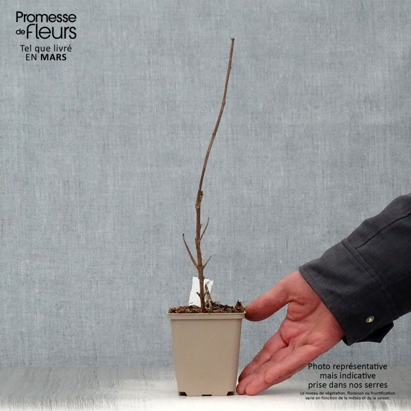 Example of Boehmeria cylindrica Godet de 8/9 cm as you get in printemps