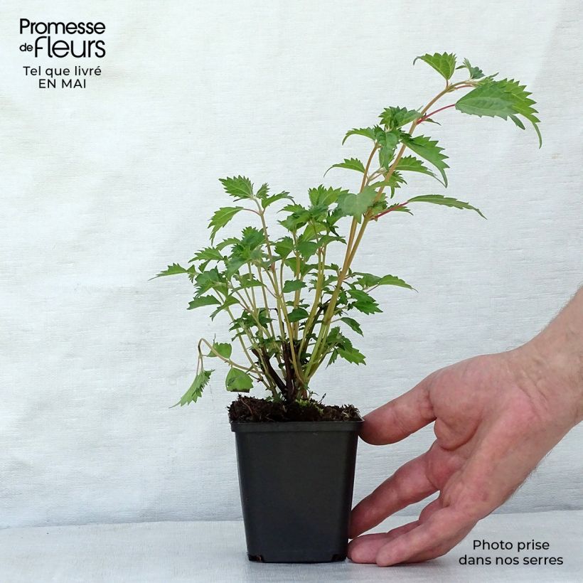 Example of Boehmeria spicata - Ortie de Chine arbustive Godet de 8/9 cm as you get in printemps