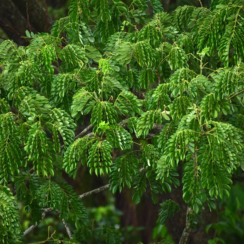 Albizia lebbeck - Bois noir des Bas (Feuillage)