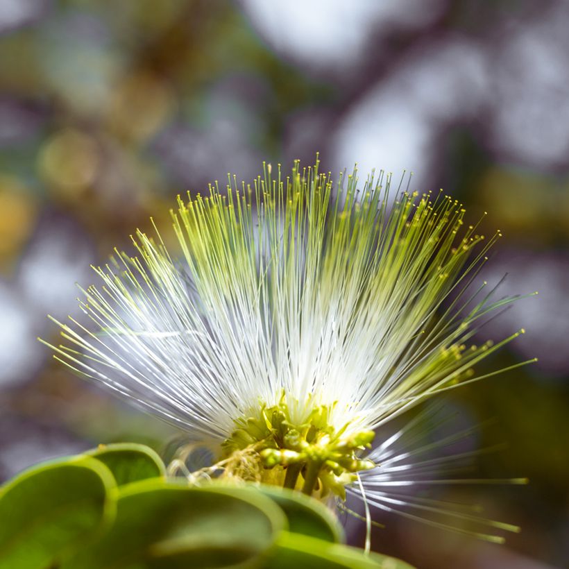 Albizia lebbeck - Bois noir des Bas (Floraison)