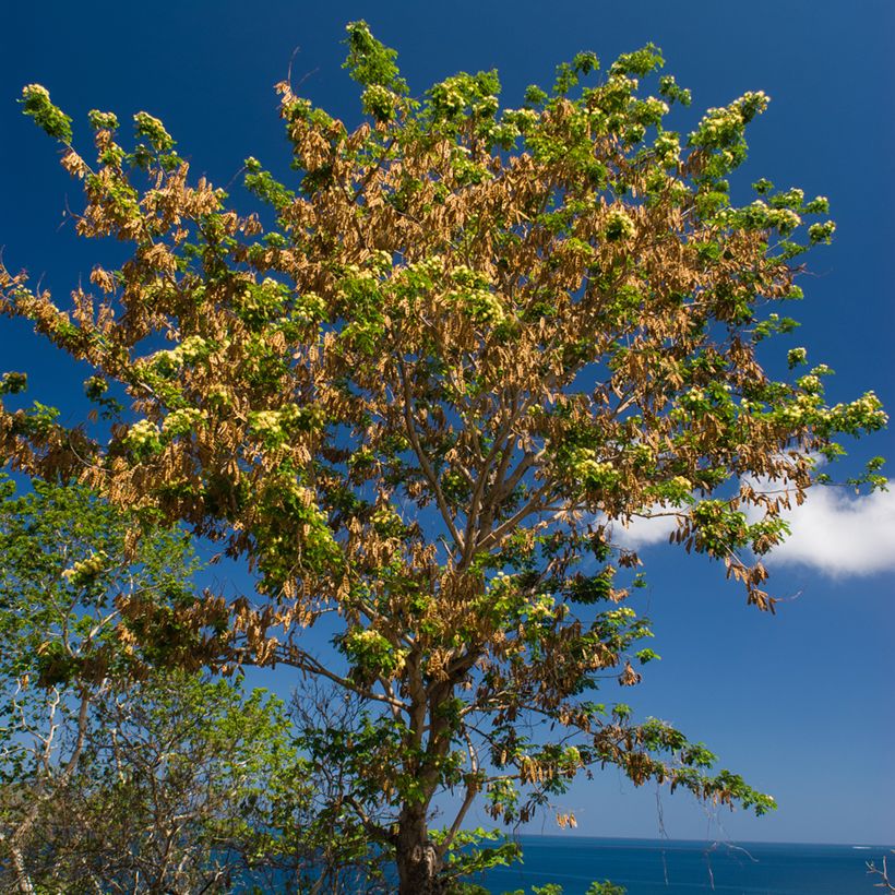 Albizia lebbeck - Bois noir des Bas (Port)