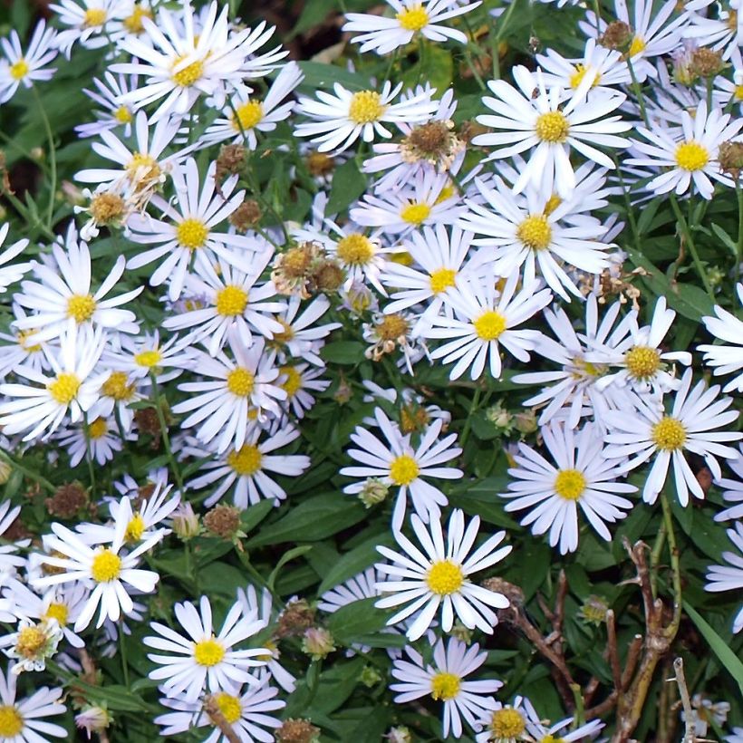 Boltonie, faux aster Latisquama - Boltonia astroides (Foliage)