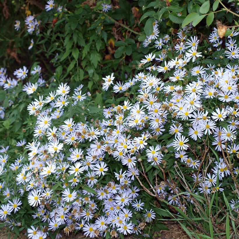 Boltonie, faux aster Latisquama - Boltonia astroides (Plant habit)