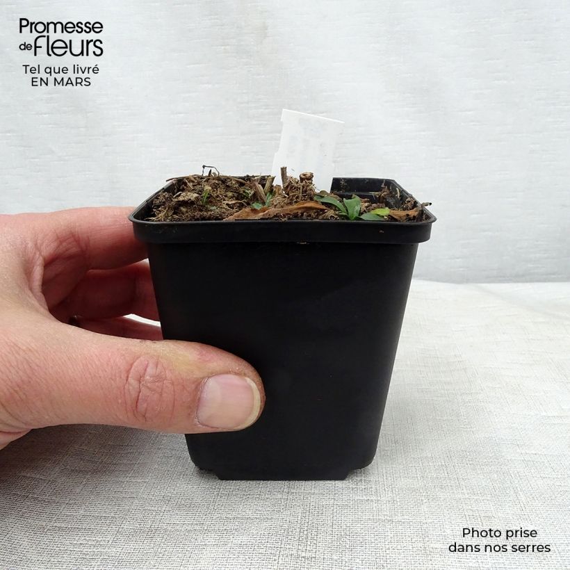 Spécimen de Boltonia asteroides Snowbank - Aster étoilé - Faux Aster Godet de 8/9 cm tel que livré au printemps