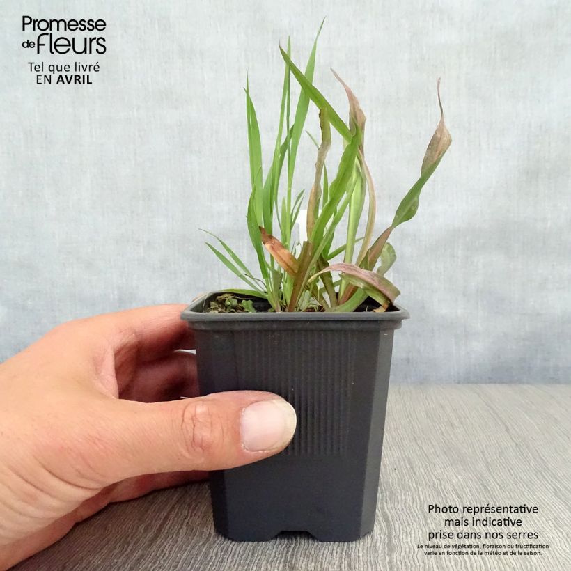 Example of Boltonie, faux aster Latisquama - Boltonia astroides Godet de 8/9 cm as you get in printemps