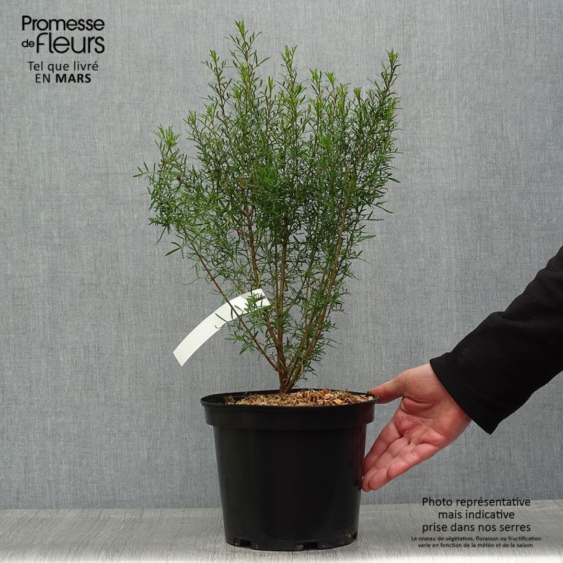 Example of Boronia heterophylla - Boronie à feuillage varié. Pot de 3L/4L as you get in printemps
