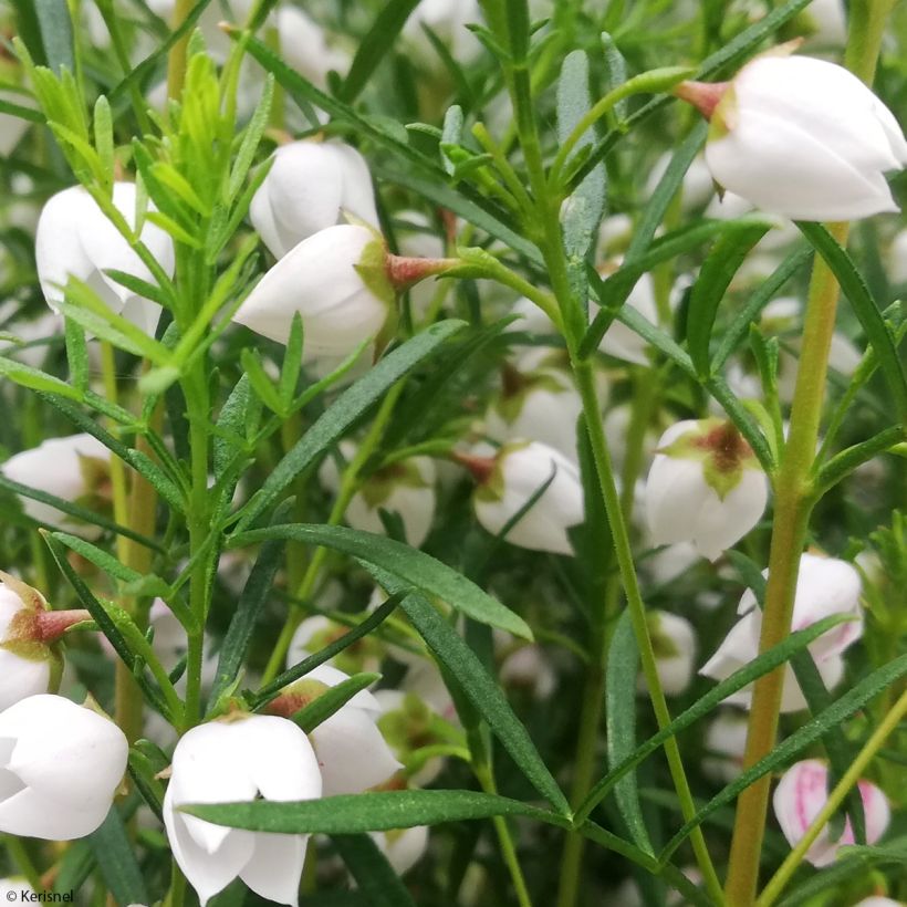 Boronia heterophylla Ice Charlotte - Boronie à feuilles variées (Foliage)