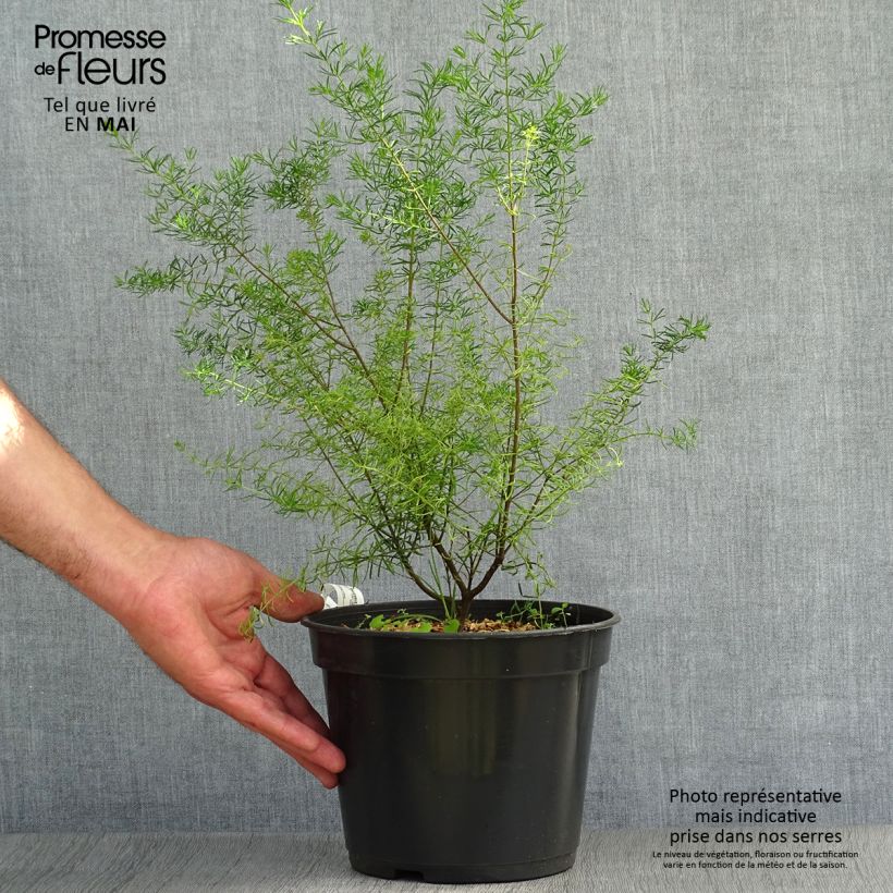 Spécimen de Boronia megastigma Tui - Boronie brune Pot de 4L/5L tel que livré au printemps
