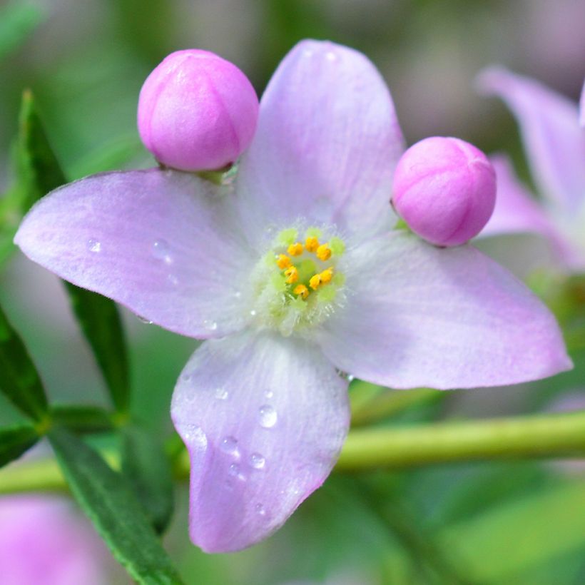 Boronia pinnata var. muelleri - Boronie forestière (Floraison)