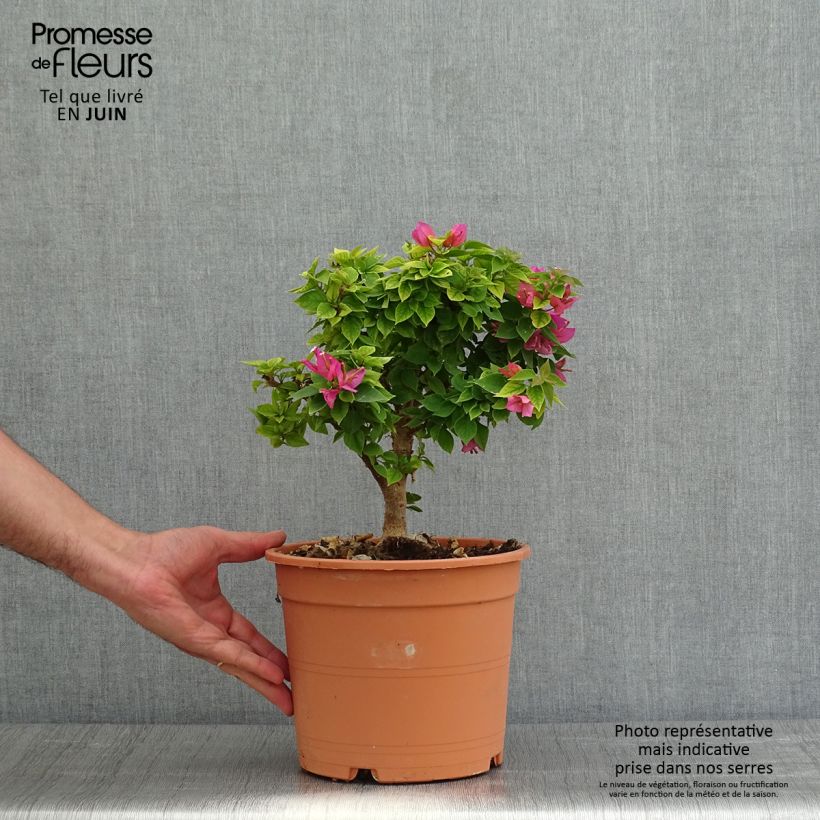 Spécimen de Bougainvillier Mini Thaï Pot de 3L/4L tel que livré au printemps