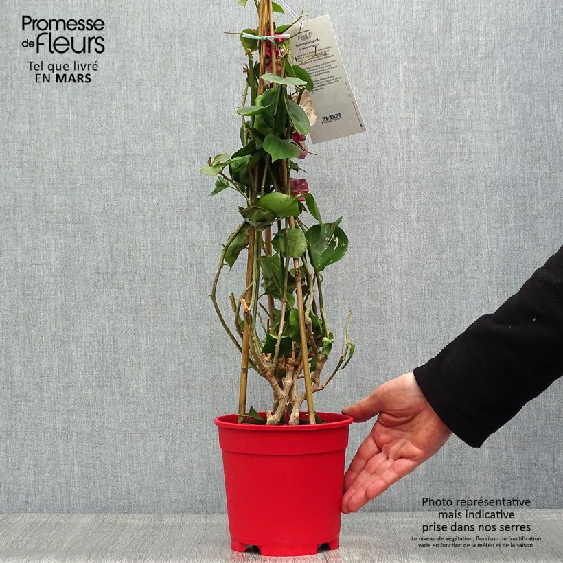 Spécimen de Bougainvillier spectabilis Blanc Pot de 2L/3L tel que livré au printemps