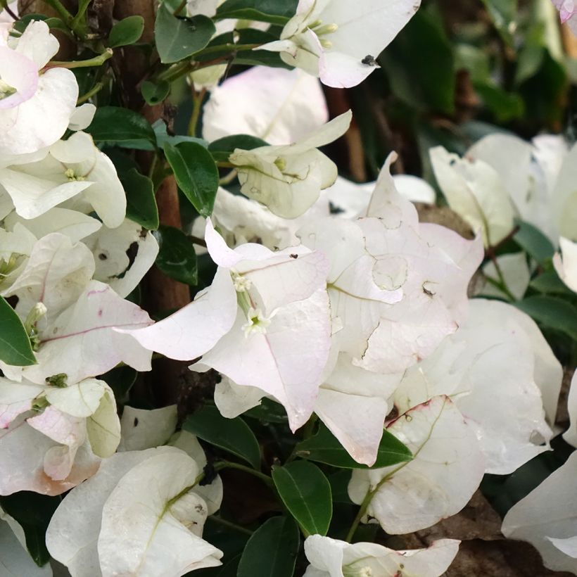Bougainvillier spectabilis Blanc (Floraison)