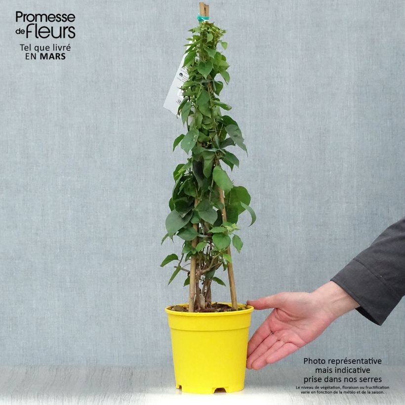 Spécimen de Bougainvillier spectabilis Jaune Pot de 2L/3L tel que livré au printemps