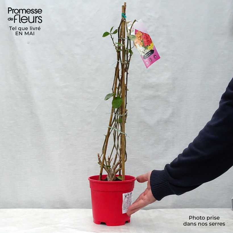 Spécimen de Bougainvillier spectabilis Rouge foncé Pot de 2L/3L tel que livré au printemps