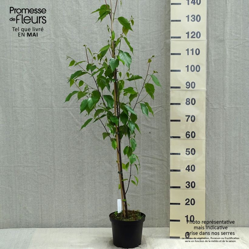 Example of Bouleau de Chine - Betula albosinensis Fascination Pot de 2L/3L as you get in printemps