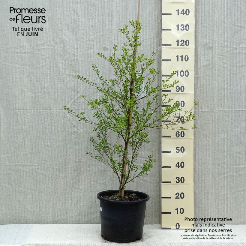 Spécimen de Bouleau noir - Betula nigra Pot de 12L/15L tel que livré au printemps