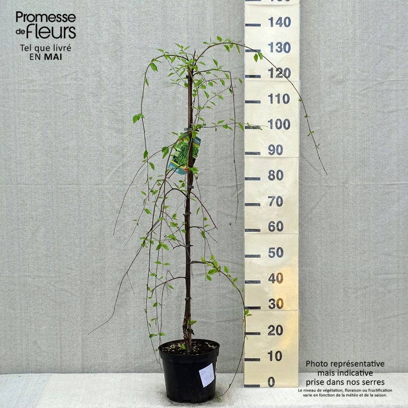 Spécimen de Bouleau noir - Betula nigra Summer Cascade Pot de 7,5L/10L, Baliveau tel que livré au printemps