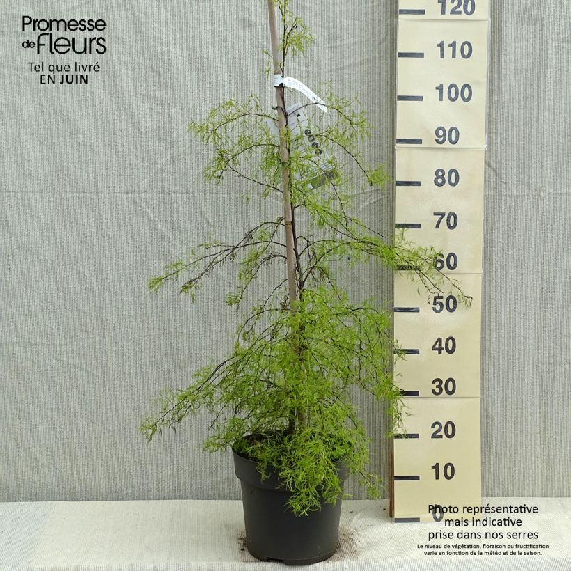Spécimen de Bouleau pleureur - Betula pendula Karaca Pot de 7,5L/10L tel que livré au printemps