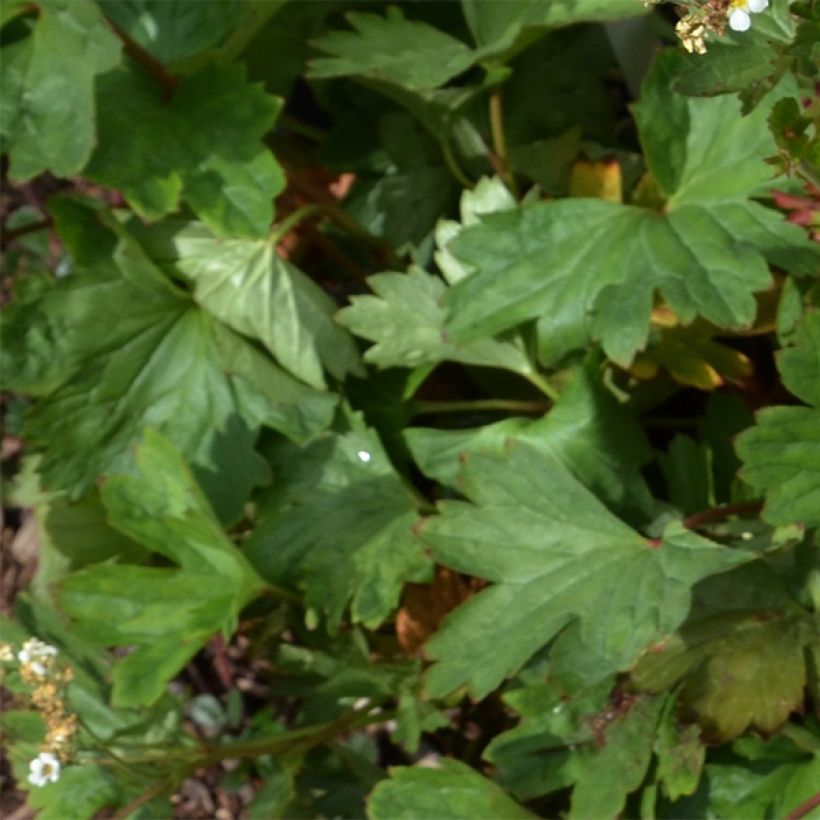 Boykinia major - Grande Boykinie (Foliage)