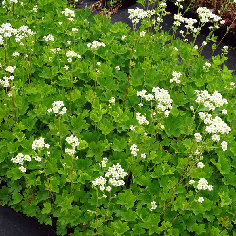 Boykinia major - Grande Boykinie (Plant habit)