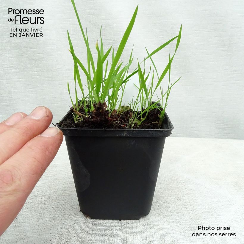 Example of Boykinia major - Grande Boykinie Godet de 8/9 cm as you get in hiver