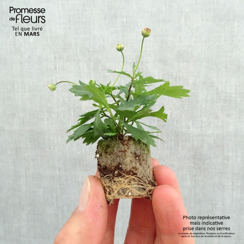 Example of Brachycome Brasco Violet Mini-motte Ø 3/4 cm, Livré en plant vert de 5 à 10 cm de hauteur as you get in printemps