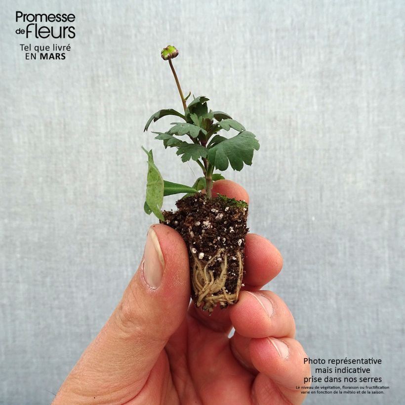 Spécimen de Brachycome Fresco Candy Mini-motte Ø 3/4 cm tel que livré au printemps