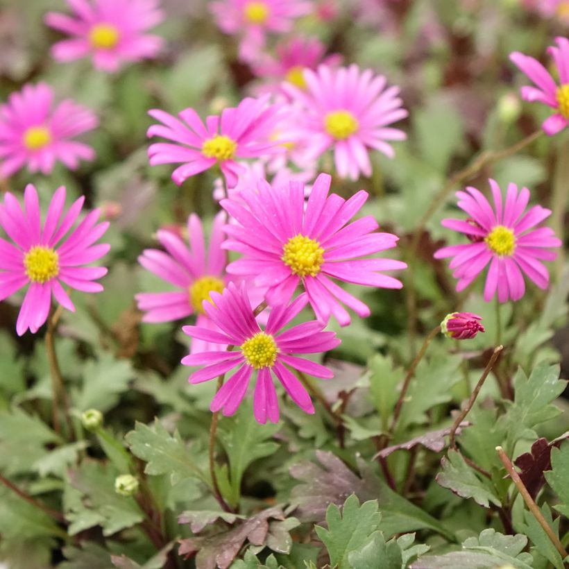 Brachyscome Fresco Bright Pink (Floraison)