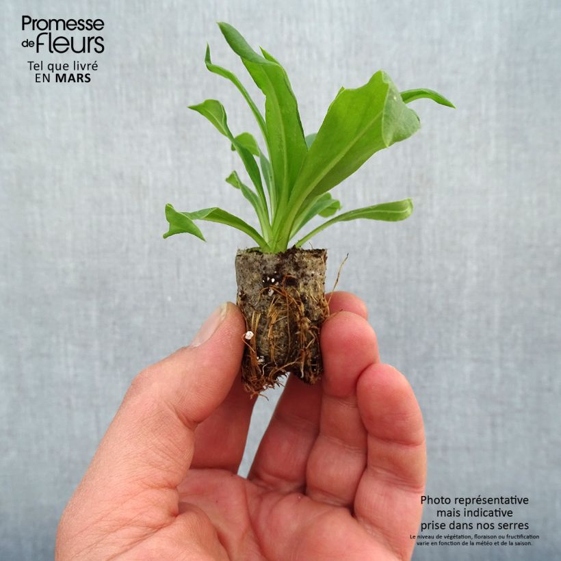 Spécimen de Bracteantha Heliana Gold - Immortelle Mini-motte Ø 1,5/2,5 cm tel que livré au printemps