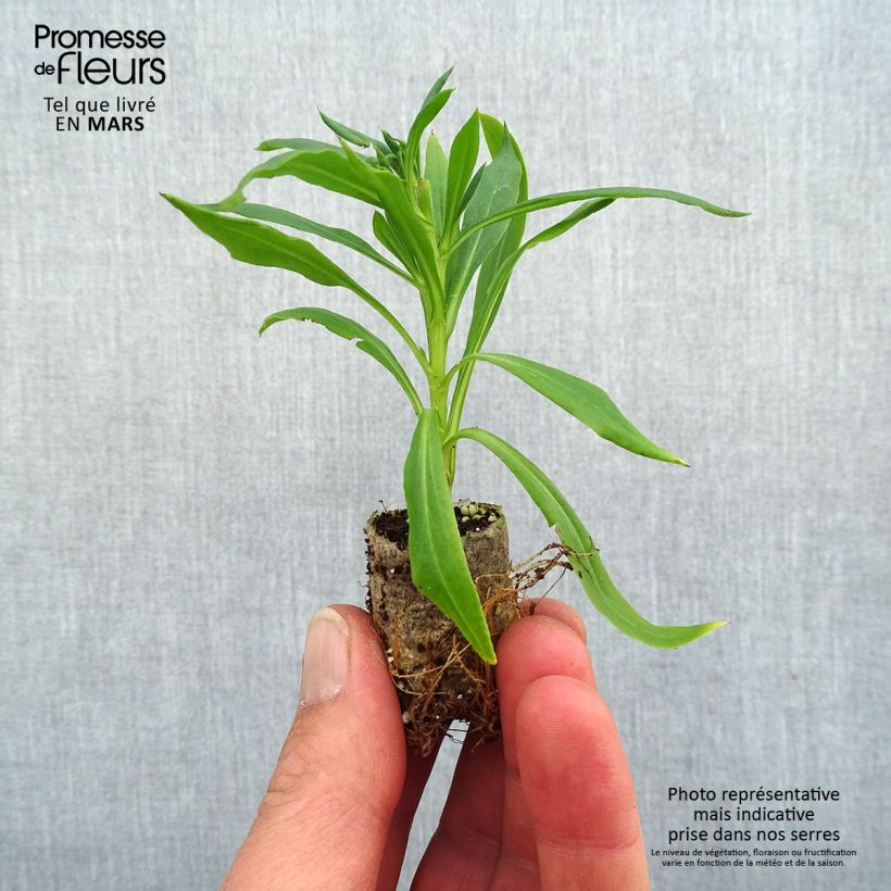 Spécimen de Bracteantha Heliana Scarlet - Immortelle Mini-motte Ø 1,5/2,5 cm tel que livré au printemps