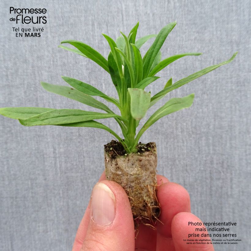 Spécimen de Bracteantha Heliana White - Immortelle Mini-motte Ø 1,5/2,5 cm tel que livré au printemps