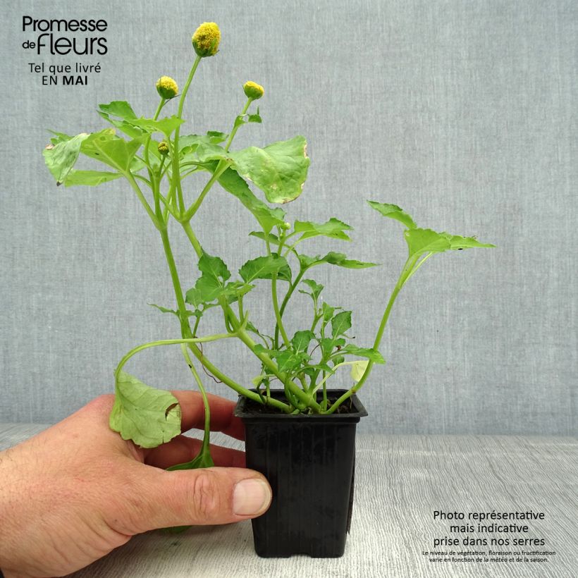 Spécimen de Brède Mafane - Cresson du Pará Godet de 7/8 cm tel que livré au printemps