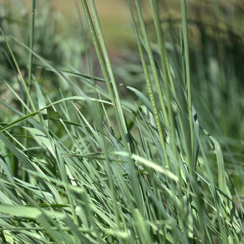 Briza media Limouzi - Amourette (Feuillage)