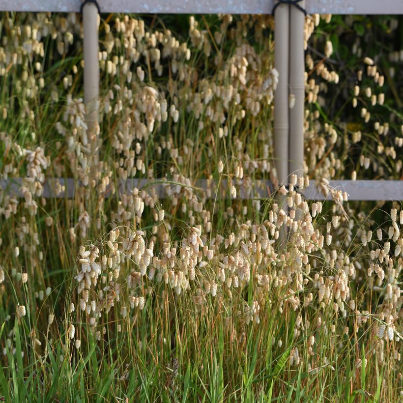 Briza maxima - Grande brize (Port)