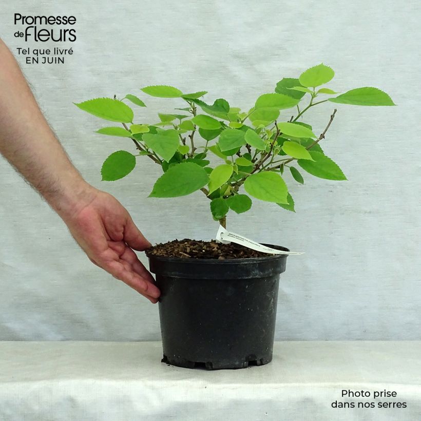 Spécimen de Broussonetia papyrifera Golden Shadow - Mûrier à papier Pot de 4L/5L tel que livré en été