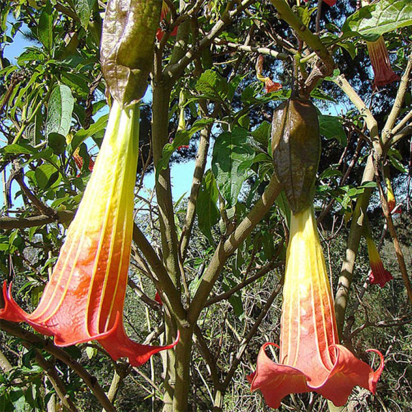 Brugmansia sanguinea (Flowering)
